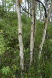 Betula ermanii. Нижние части стволов. Камчатский край, Елизовский р-н, СНТ \"Мечта\", садовый участок. 17.08.2022.