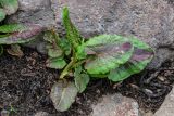 род Rumex. Молодой побег. Армения, обл. Арагацотн, гора Арагац, берег оз. Кари, ≈ 3200 м н.у.м., каменистый участок берега, у воды. 20.06.2022.