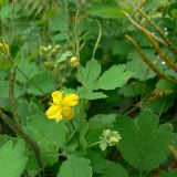 Chelidonium majus. Верхушка побега с соцветиями и соплодиями. Польша, Люблинское воеводство, Бяльский повят, гмина Залесе, пос. Хорбув. 07.07.2010.