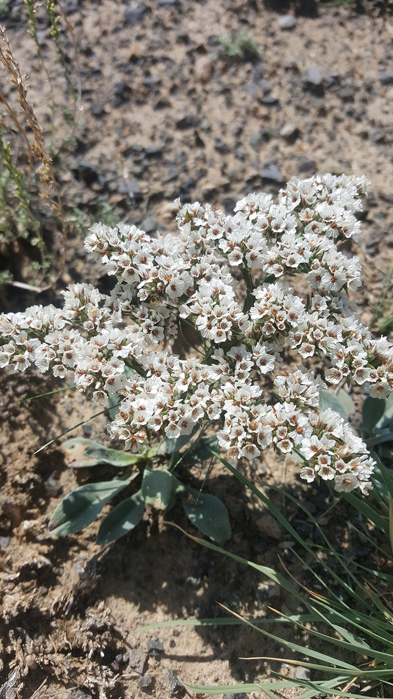 Image of Goniolimon eximium specimen.