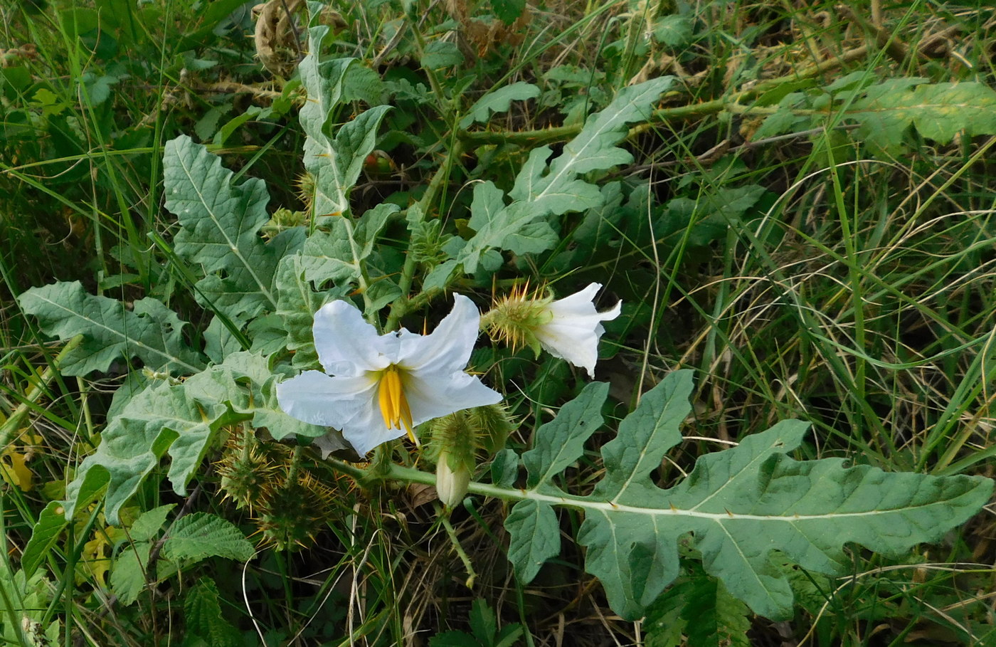 Изображение особи Solanum carolinense.