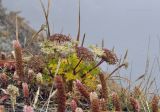 Kitagawia terebinthacea. Цветущее растение в сообществе с Orostachys maximowiczii. Приморье, Хасанский р-н, окр. Славянского гор. пос., юго-восточная сторона полуострова, бровка обрыва. 16.10.2022.