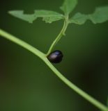 Cardamine bulbifera. Часть побега с выводковой луковичкой. Республика Адыгея, нижняя часть долины р. Аминовка, широколиственный лес. 28 июля 2022 г.