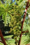 Ricinus communis