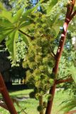 Ricinus communis. Соплодие и часть побега. Санкт-Петербург, Кировский р-н, газон у жилого дома. 10.09.2022.