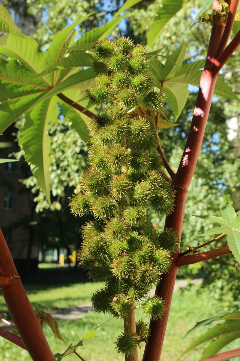 Изображение особи Ricinus communis.