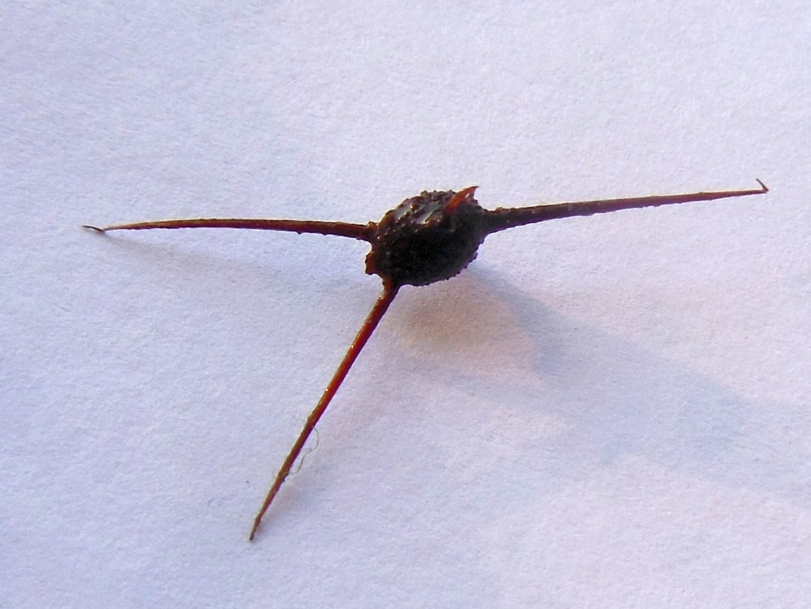 Image of Ceratophyllum pentacanthum specimen.