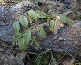 Veronica officinalis