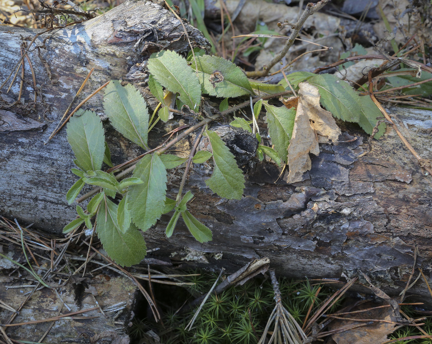 Изображение особи Veronica officinalis.