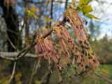 Acer negundo
