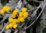Tanacetum haradjanii