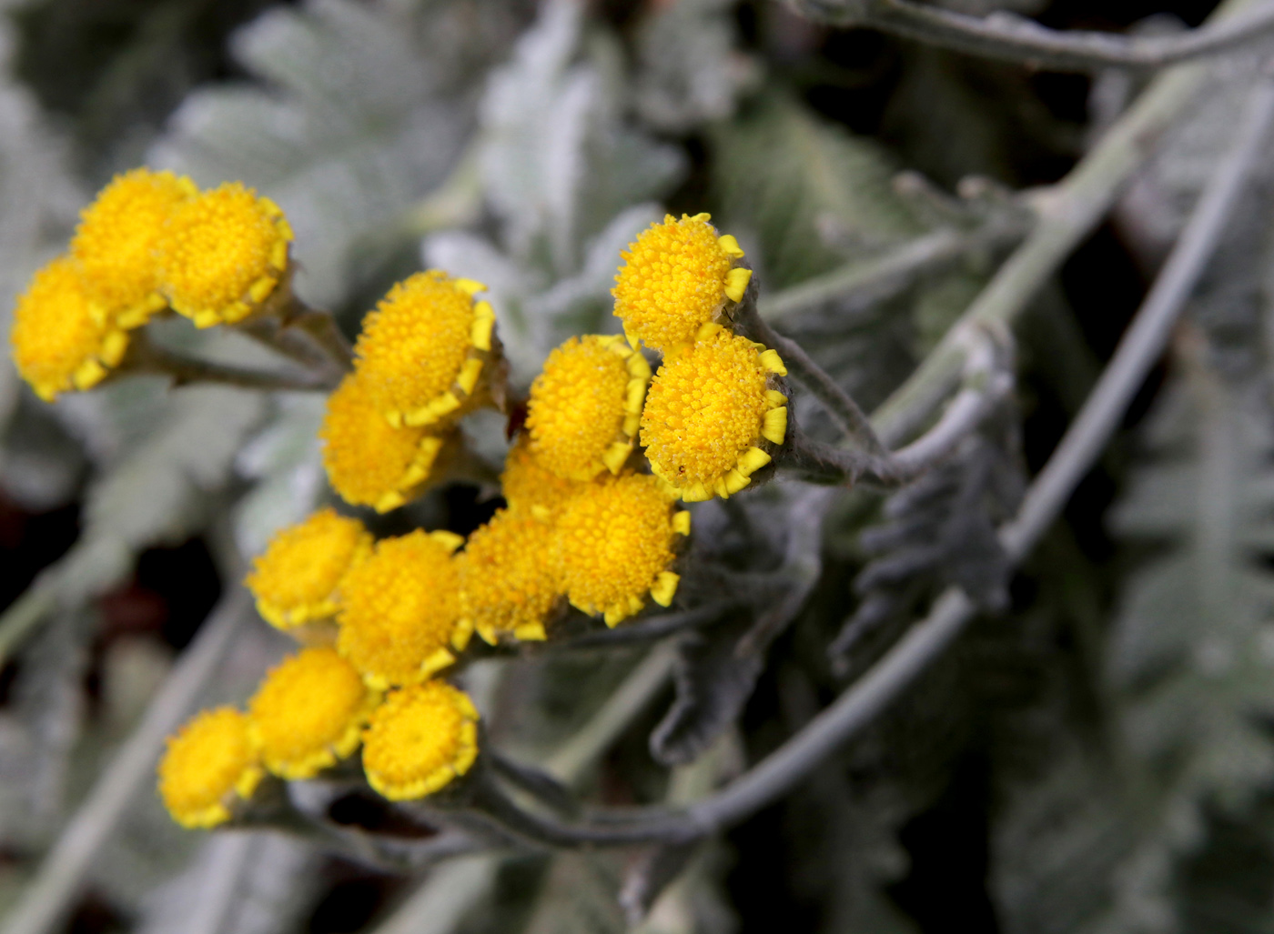 Изображение особи Tanacetum haradjanii.