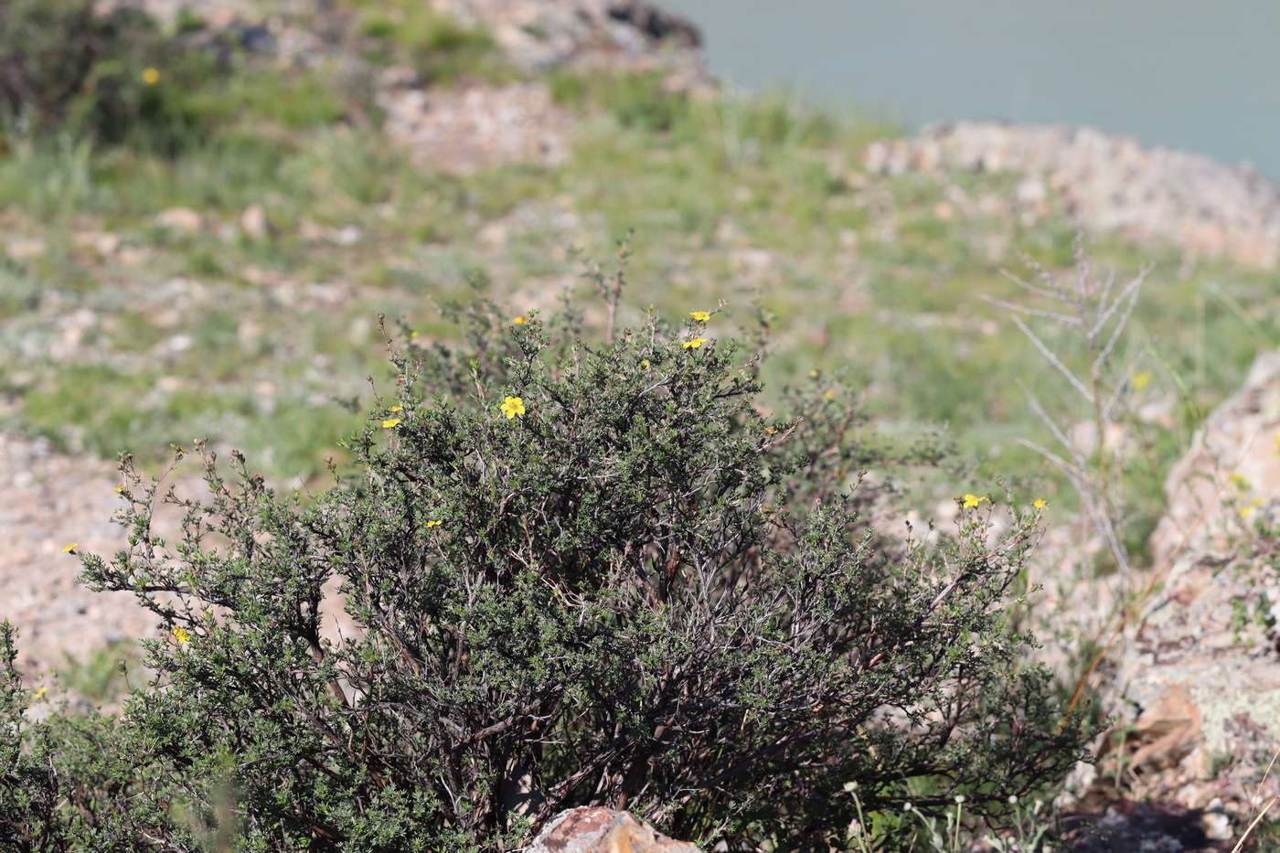 Image of Dasiphora parvifolia specimen.