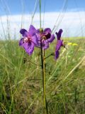 Verbascum phoeniceum