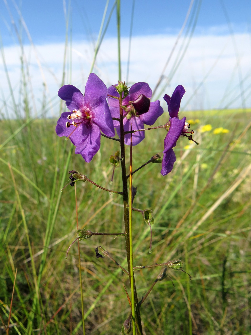 Image of Verbascum phoeniceum specimen.