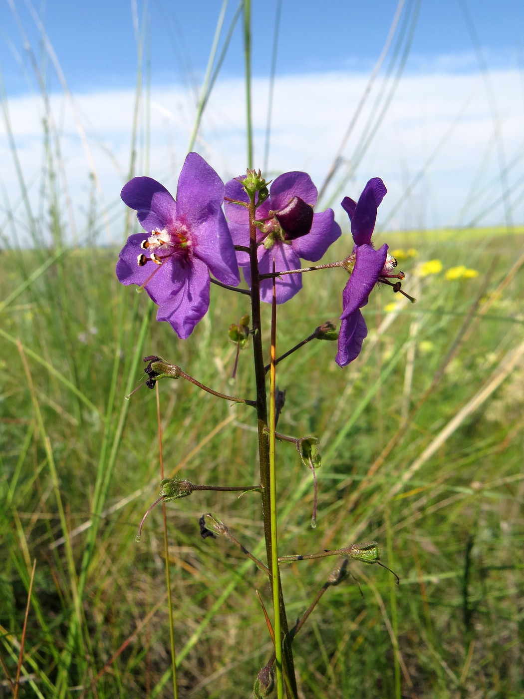 Изображение особи Verbascum phoeniceum.