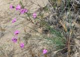 Dianthus polymorphus. Цветущее растение. Краснодарский край, м/о Анапа, пос. Витязево, ул. Скифская, зарастающая низина у подножия дюны. 16.06.2021.