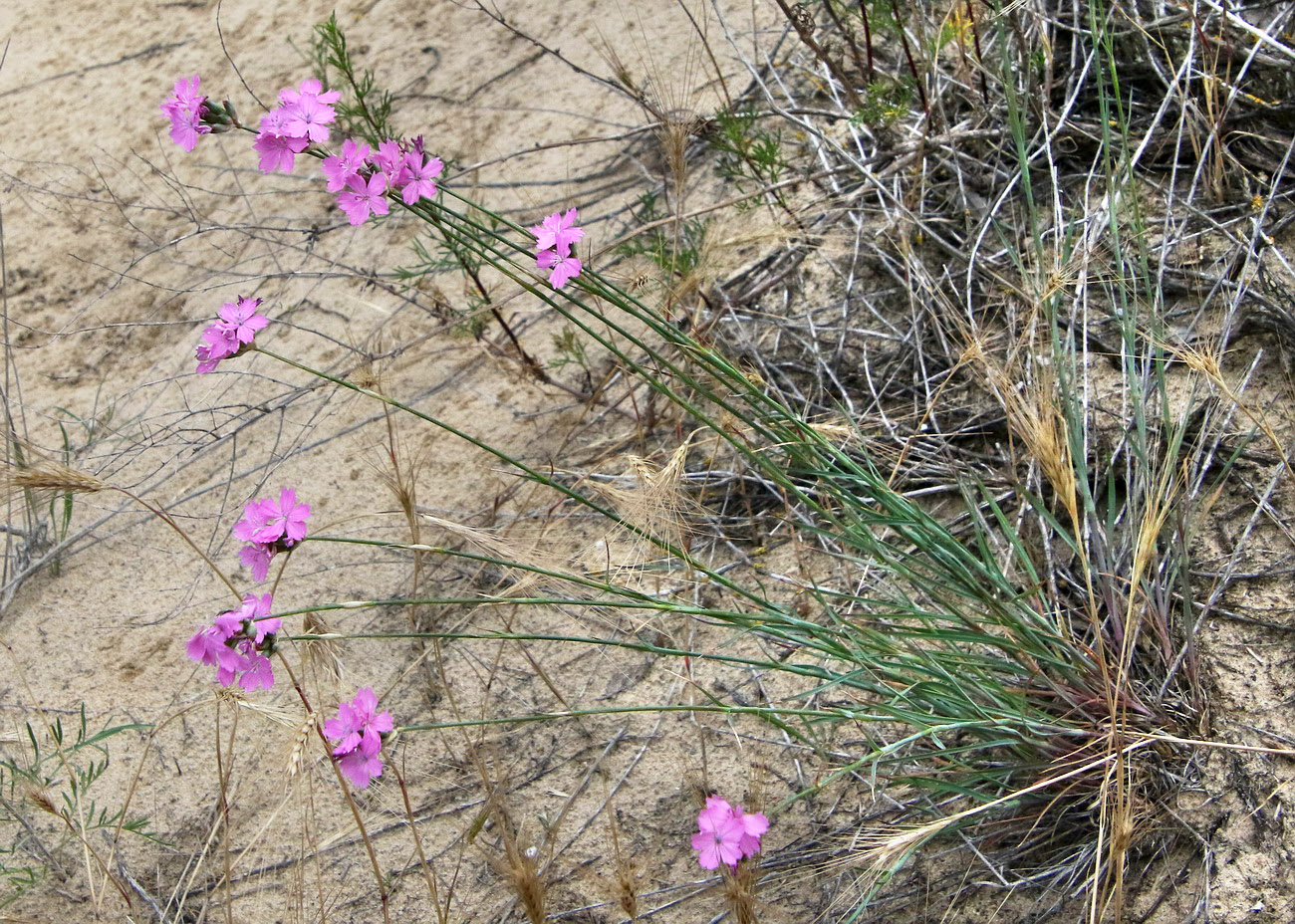 Изображение особи Dianthus polymorphus.