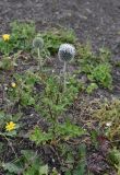 Echinops sphaerocephalus