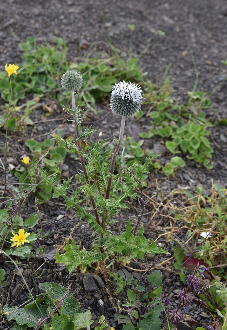 Изображение особи Echinops sphaerocephalus.