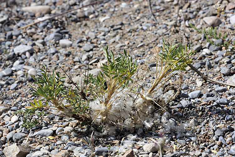 Изображение особи Astragalus pterocephalus.