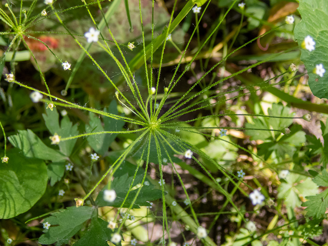 Image of Androsace filiformis specimen.