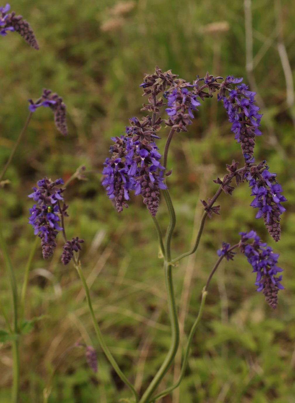 Image of Salvia nutans specimen.