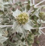 Eryngium maritimum