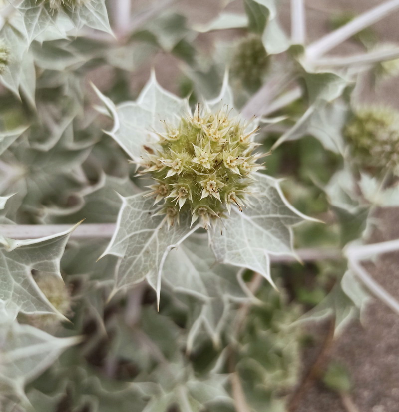 Image of Eryngium maritimum specimen.