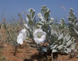 Convolvulus persicus