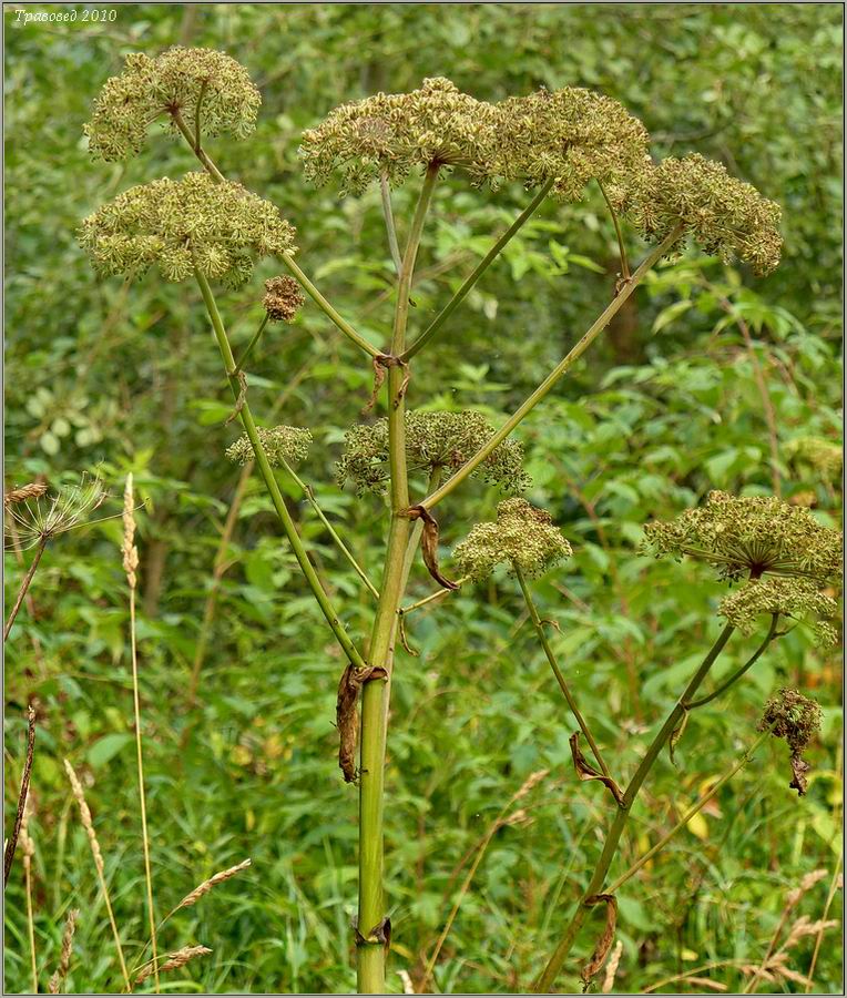 Изображение особи род Angelica.