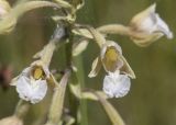 Epipactis palustris