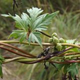 Aconitum sczukinii