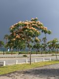 Albizia julibrissin