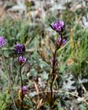 Gentianella turkestanorum