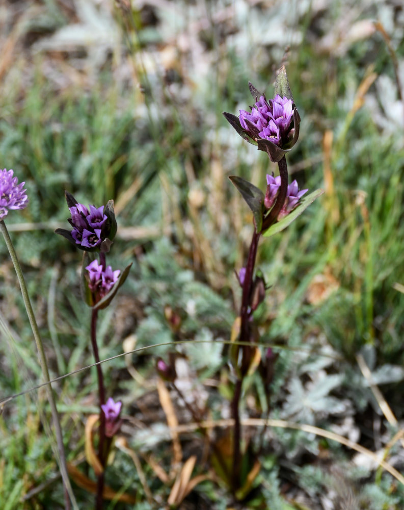 Изображение особи Gentianella turkestanorum.