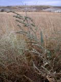 Atriplex patens