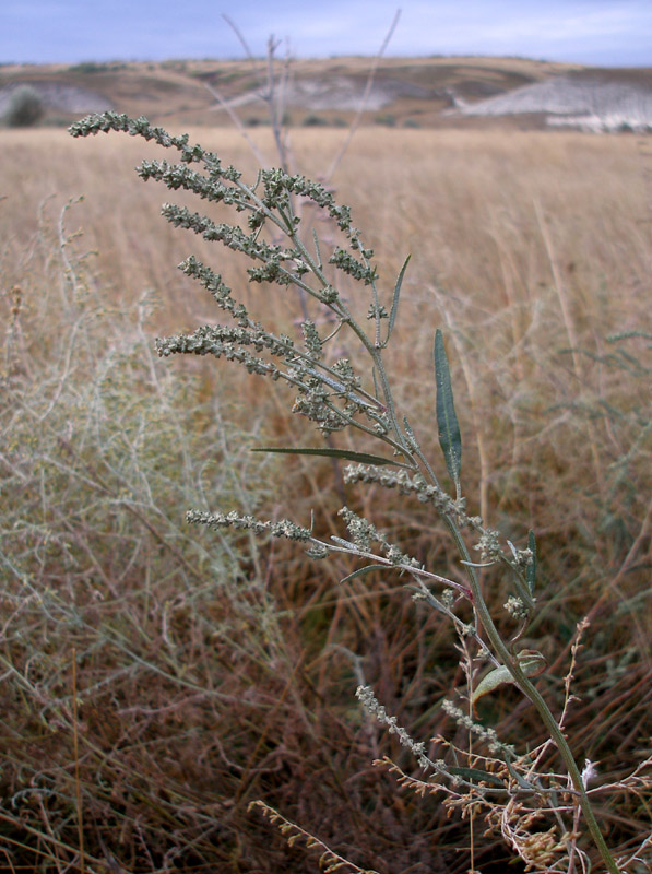 Image of Atriplex patens specimen.