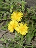 genus Taraxacum