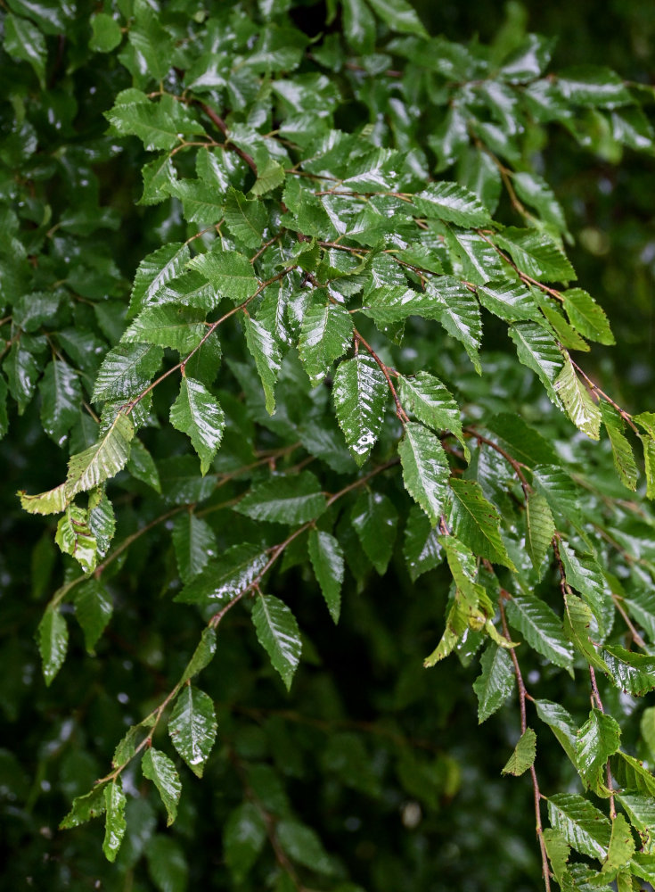 Изображение особи Carpinus orientalis.