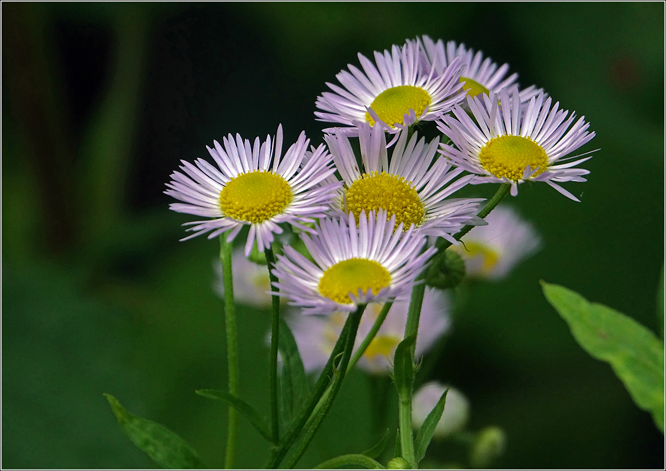 Image of Erigeron annuus ssp. lilacinus specimen.