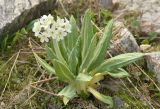 Primula bayernii