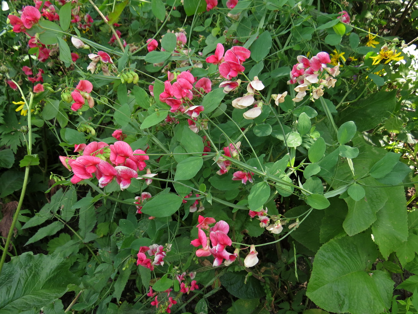 Image of Lathyrus litvinovii specimen.