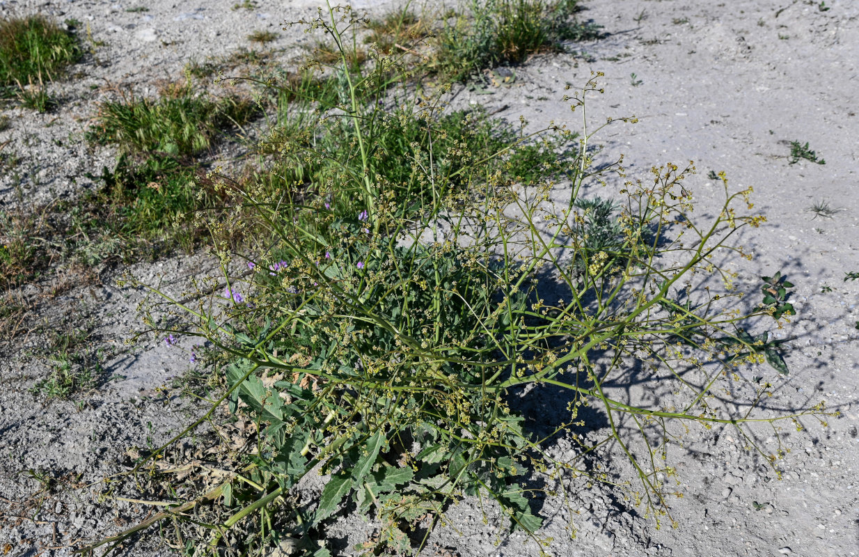 Image of Crambe orientalis specimen.