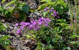 Dianthus superbus