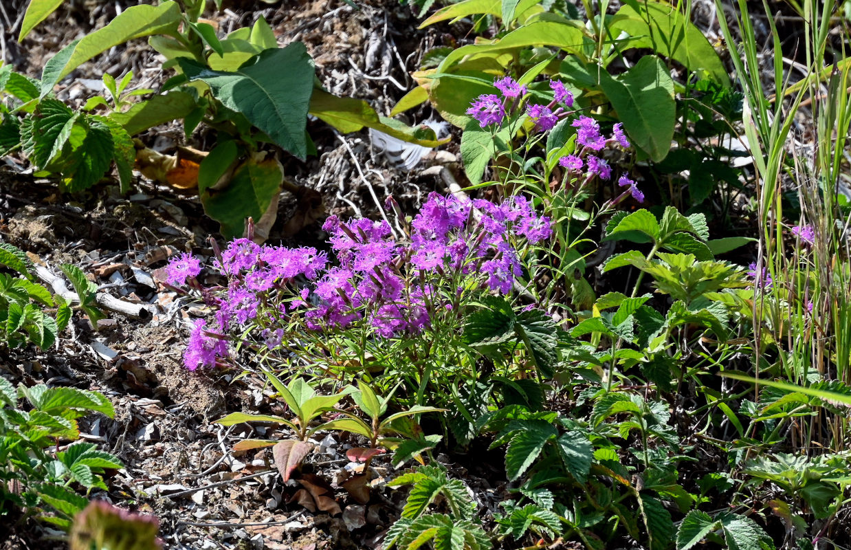 Изображение особи Dianthus superbus.