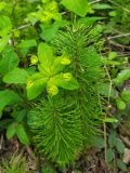 Equisetum telmateia