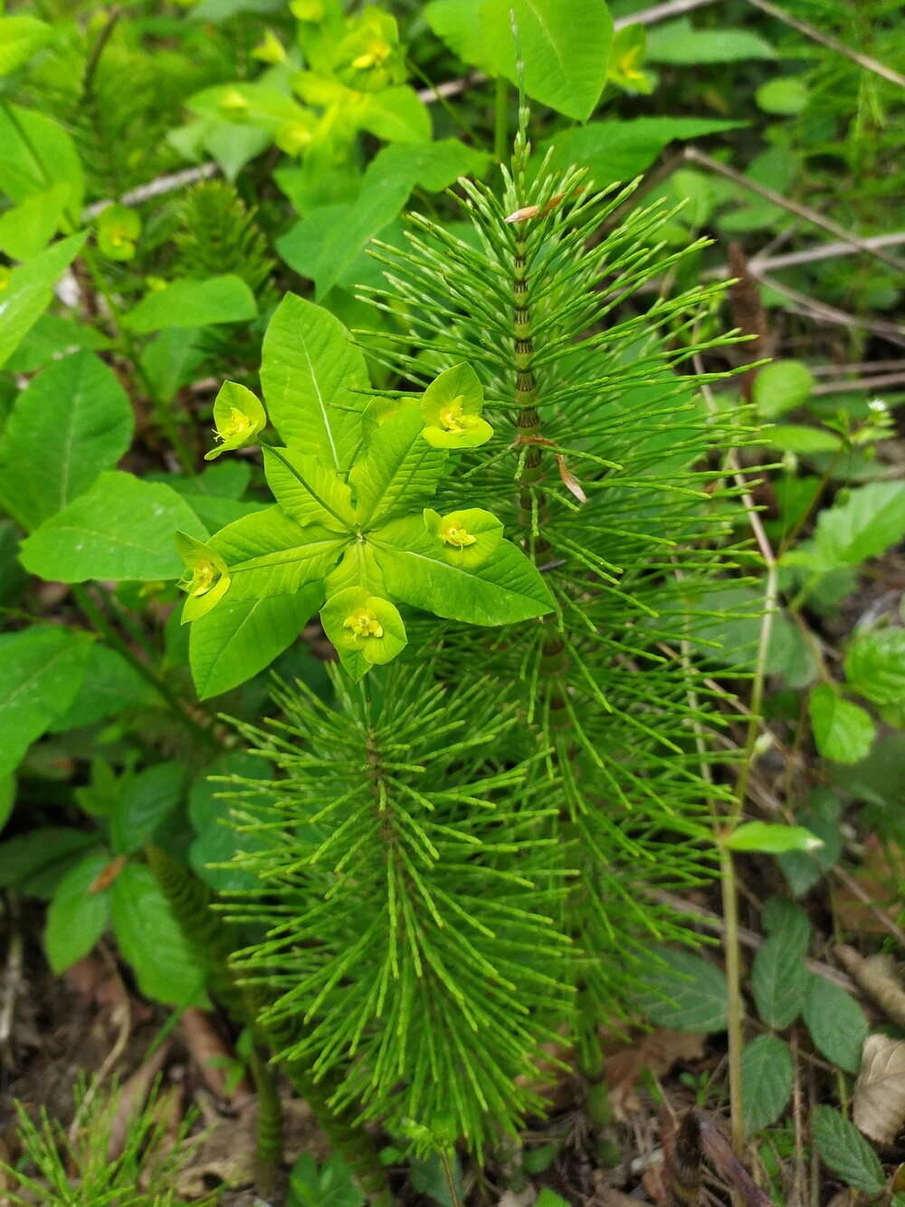 Image of Equisetum telmateia specimen.