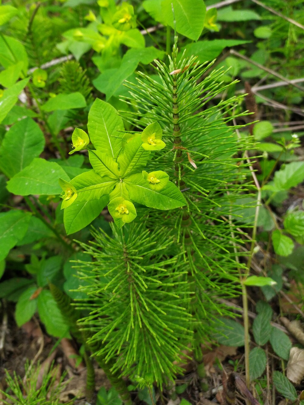 Изображение особи Equisetum telmateia.