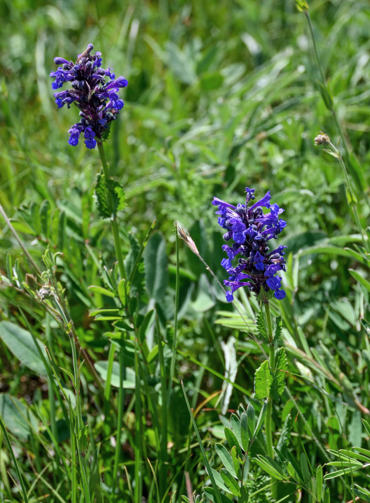 Image of Nepeta strictifolia specimen.